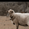 A Positive Outlook for British Wool